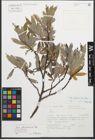 Foto von Salix glaucosericea Flod.